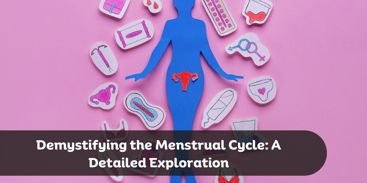 Demystifying the Menstrual Cycle: A Detailed Exploration